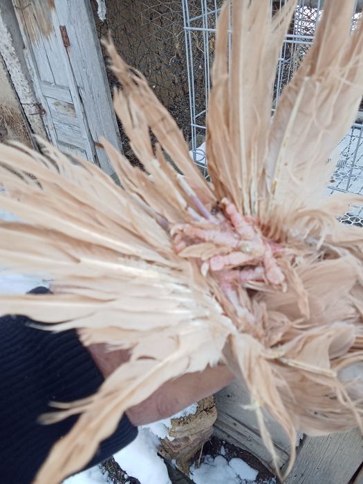 Продам голубей хороших