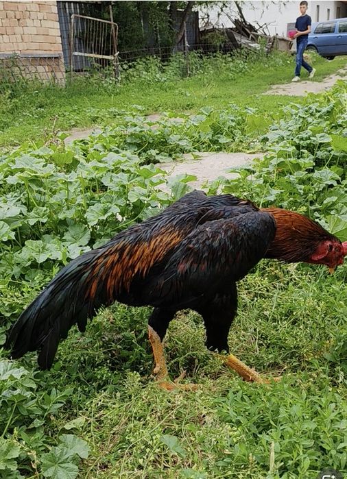 Хорошие даканы хороших кровей