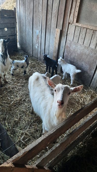 Vand capre cu cate 2 iezi