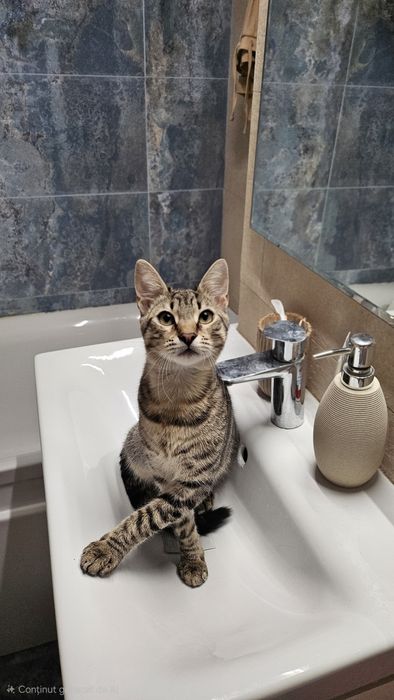 Adoptie pui pisica baietel