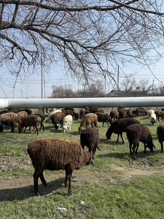100 бас сулык кой сатылады