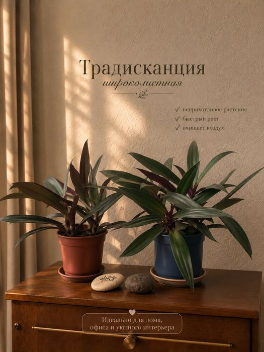 Традисканция покрывальчатая