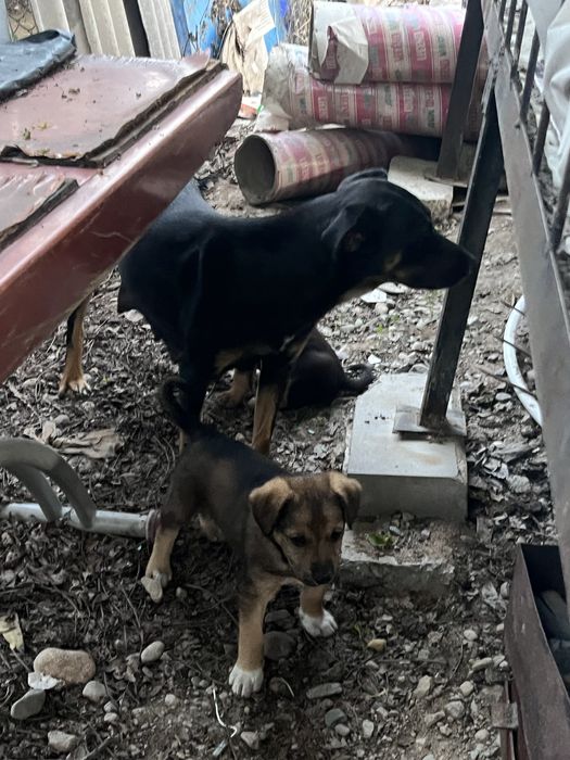 Отдаем щенят в добрые руки