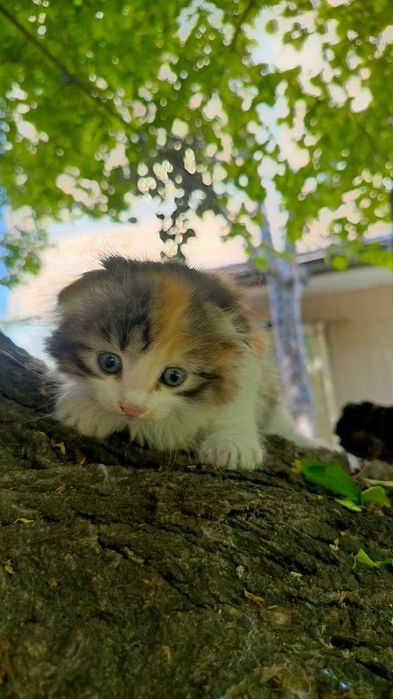 Котята фолд хайленд и страйк очень мягкие класные гипоаллергеные !