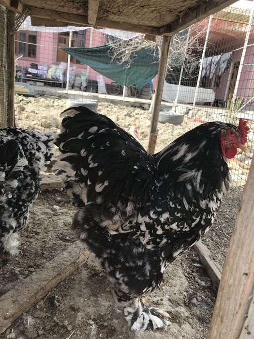 Brama tuximlariga zakaz olamiz xamma rangidan bor.