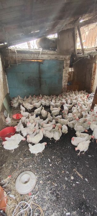 Куры несушки декалб Вайт