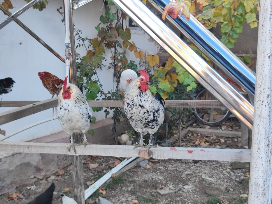 Vand cocos american mic