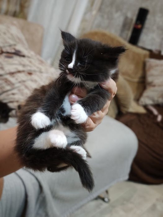 Котята бесплатно