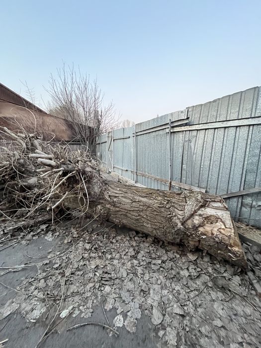 Интерьерное дерево