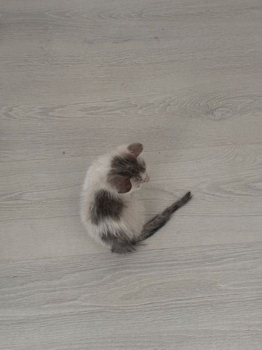 Котенок (в добрые руки)