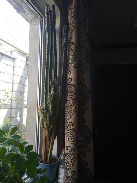 Продам кактус большой