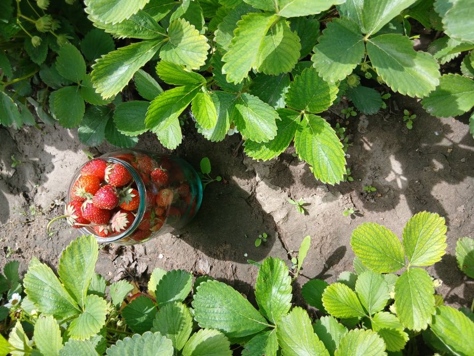 Домашная клубника