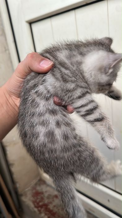 Котята заботливым хозяевам