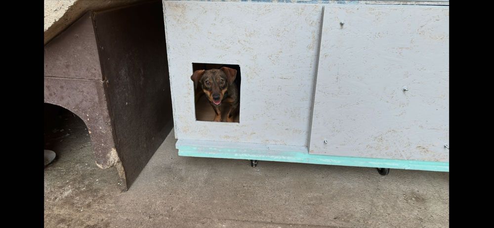 Câine spre adopție - Egon isi cauta o familie iubitoare