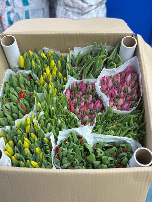 Большие тюльпаны Алматы