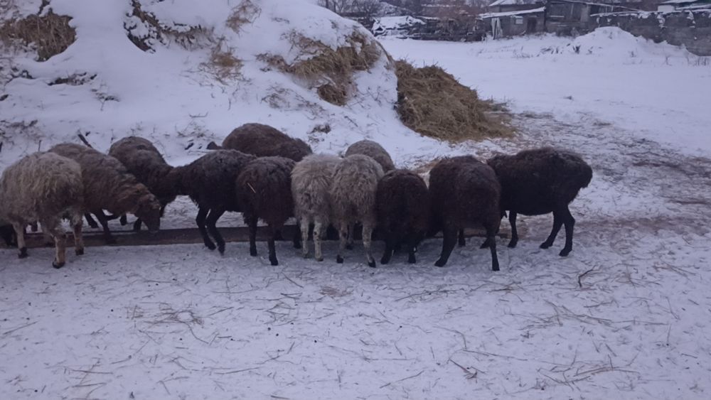 Продам баранов , 10 голов