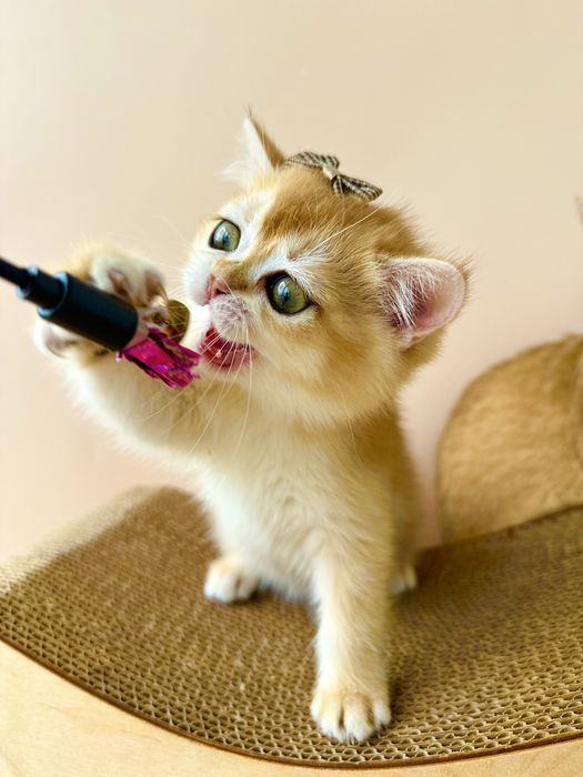 Котята Бритаские Шиншиллы