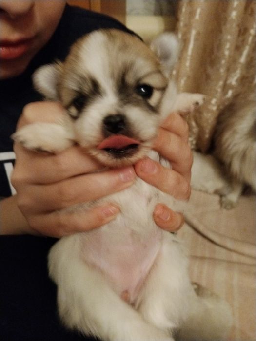 Шпицы щенята спешите приобрести