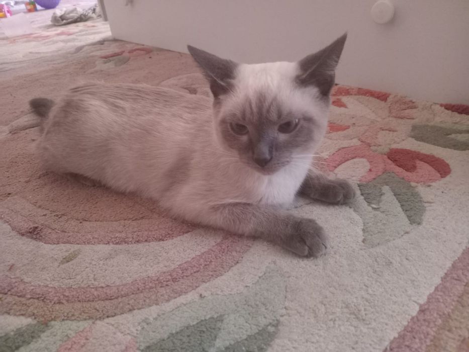 Отдам даром Кота