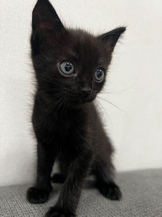 Котенок 1,5 месяца