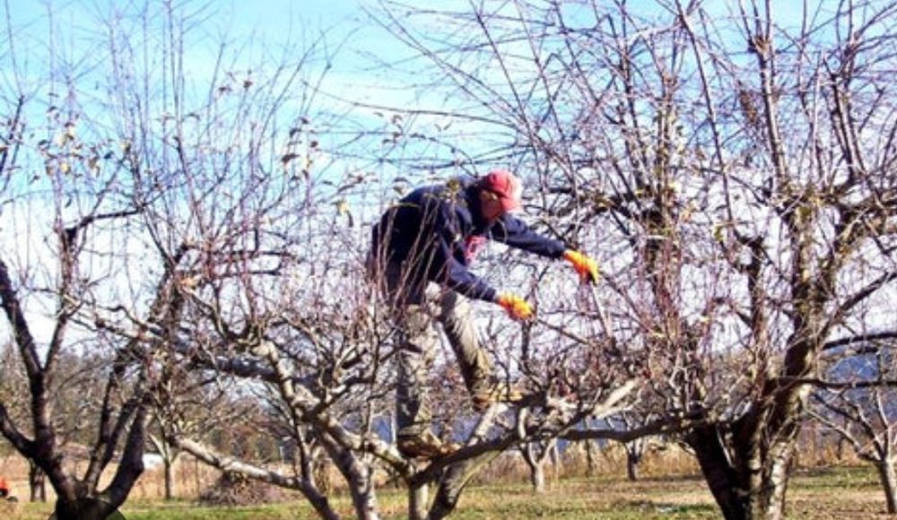 Curățare, toaletare, podatura pomi fructiferi