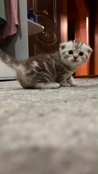 Шотландские скотиши