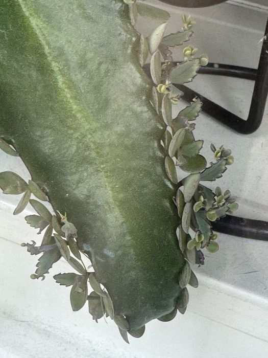 В дар Коланхоэ лечебное