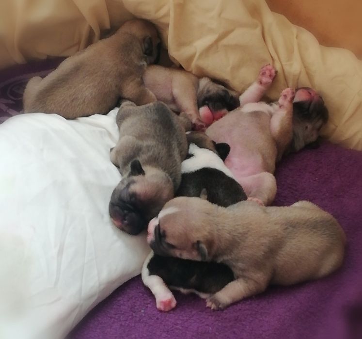 Продам щенков французского бульдога.