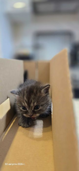 Котята, смесь британской и шиншилы
