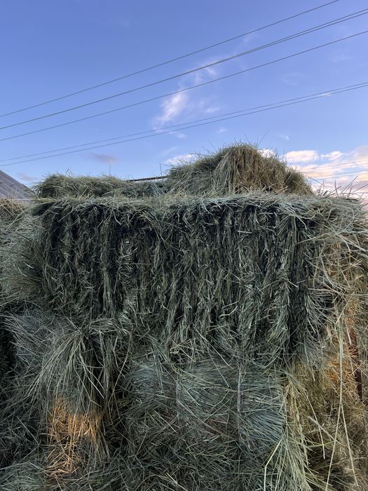 Продам Свежее Сено в Тюках