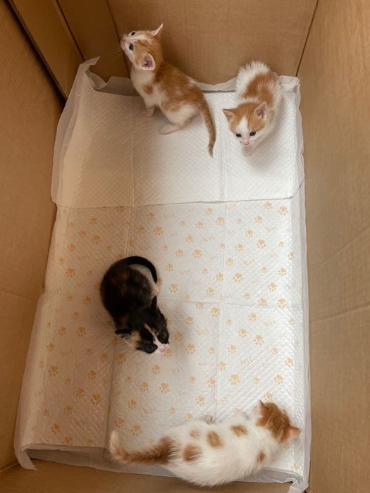 Подарявам малко коте