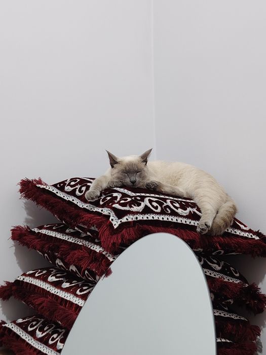 Сиямская кошечка