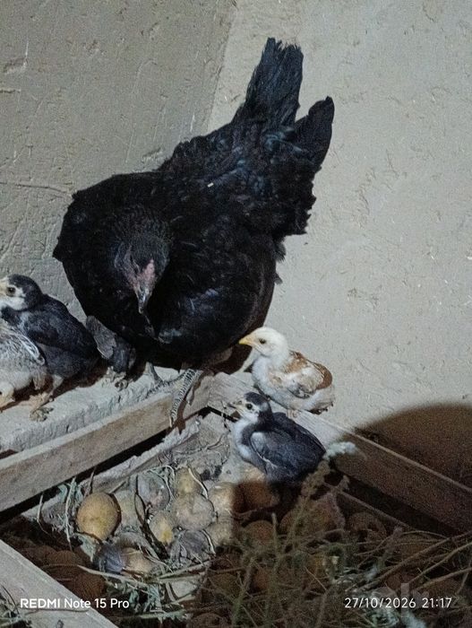 Sotiladi ona tovuq bolalari bilan