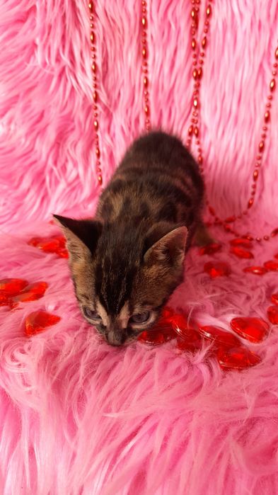 чистокровная бенгальская девочка