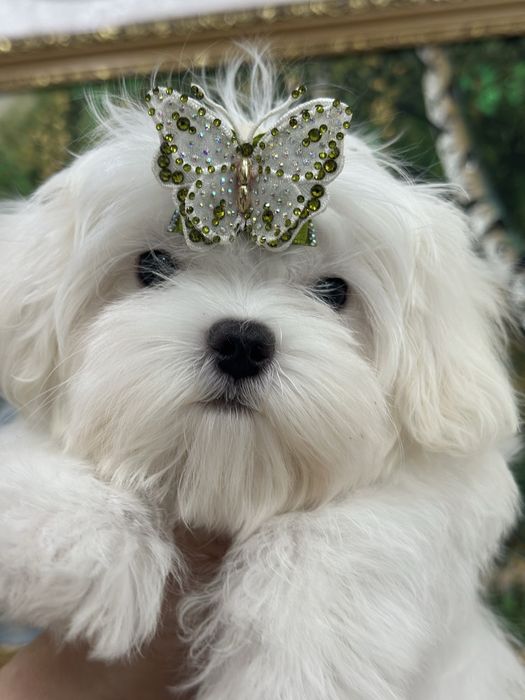 Супер малыши мальтезе