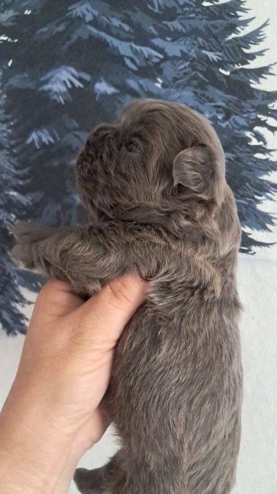Французский бульдог мальчик флаффи