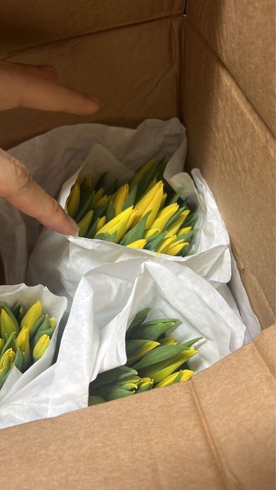 Голландские тюльпаны оптом от 50 шт