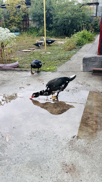 Продам индоуток молодых