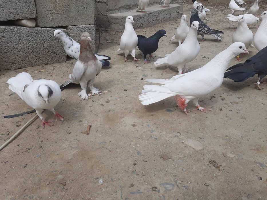 Голубкалар бар жақсы