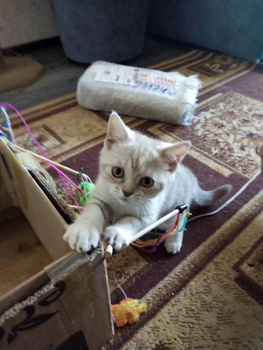 Продам котят британской породы