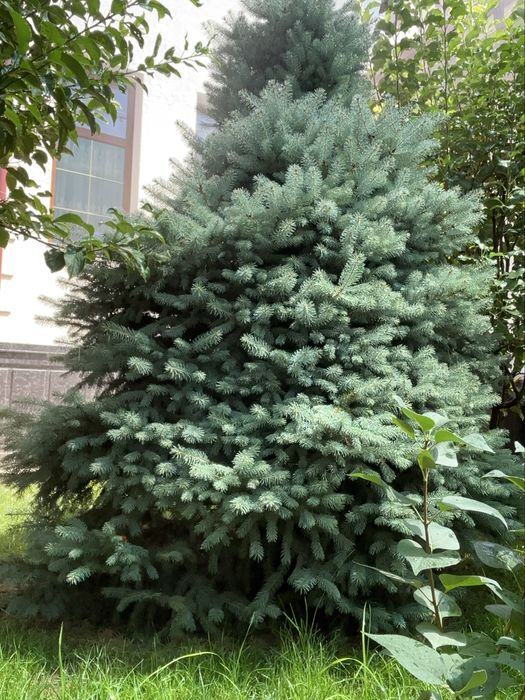 Голубой ель сад…