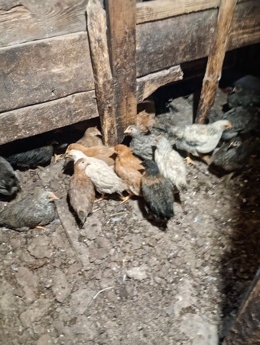 Продавам пилета на един месец от селски кокошки
