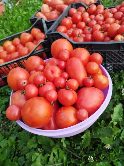 Продам домашние помидоры