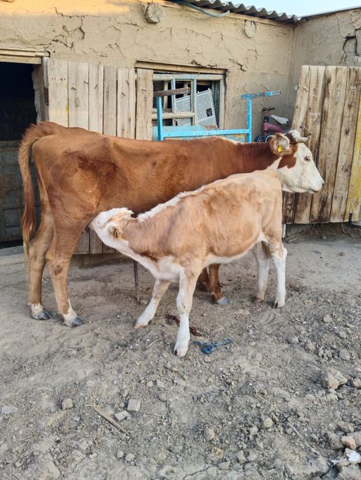 Сиыр бұзауымен. Қашарлар