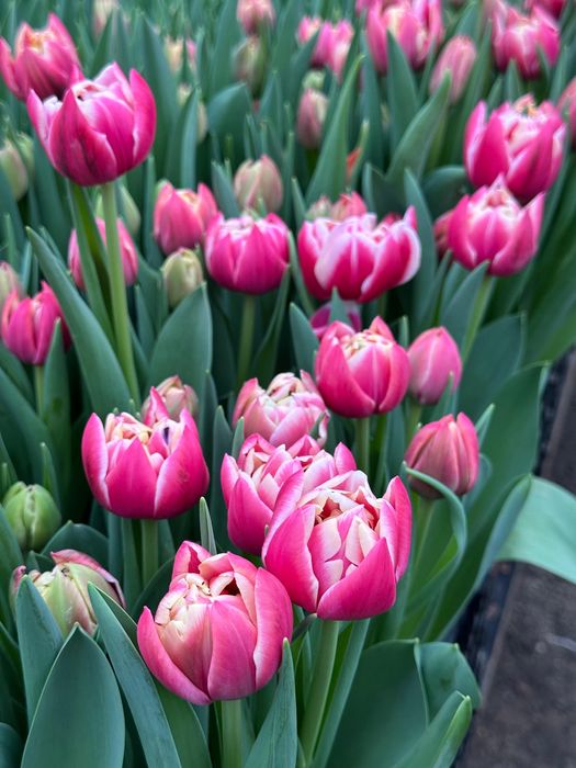 Тюльпаны премиум качества