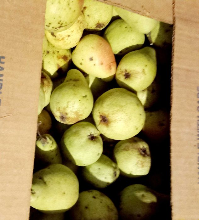 "Pere pentru iarnă