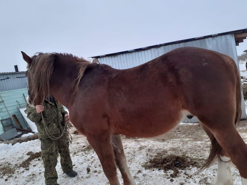 Продам жеребца тяжеловоз