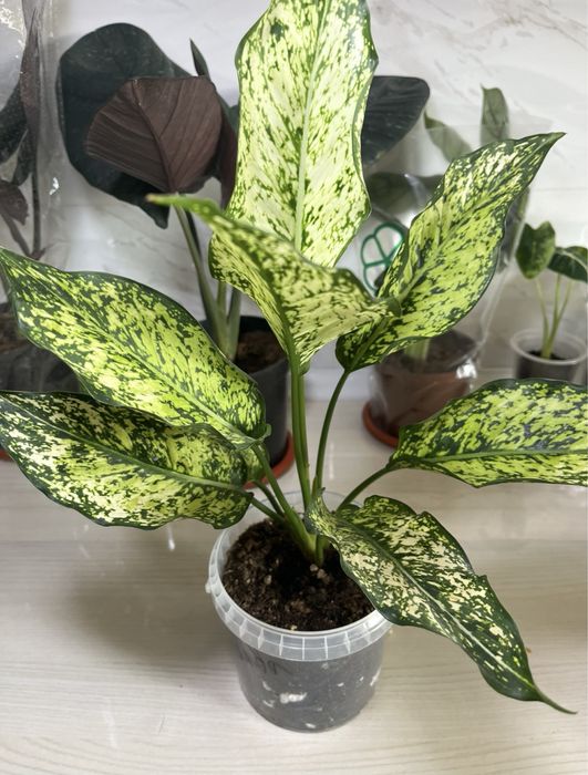 Комнатные растения