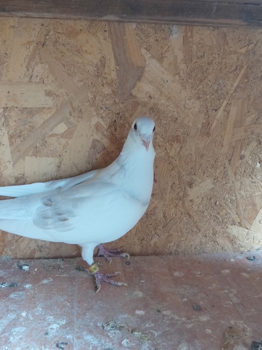 Vând porumbei de anul ăsta și bătrâni sau schimb lot de 30 bucati