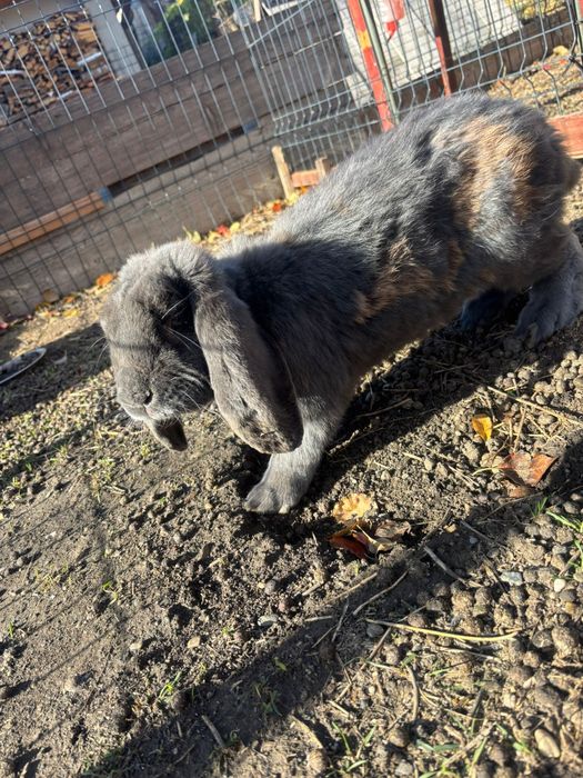 Vand iepurași berbec german